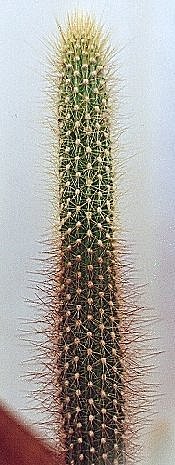 Arthrocereus_spinosissimus