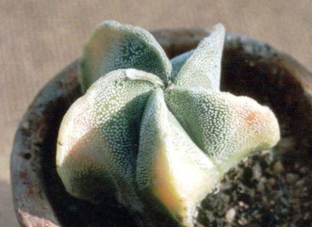 Astrophytum-sp-variegata