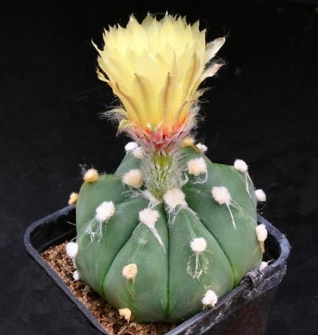 Astrophytum_1