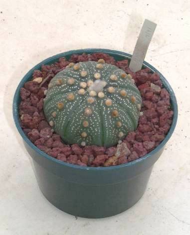 Astrophytum_asterias