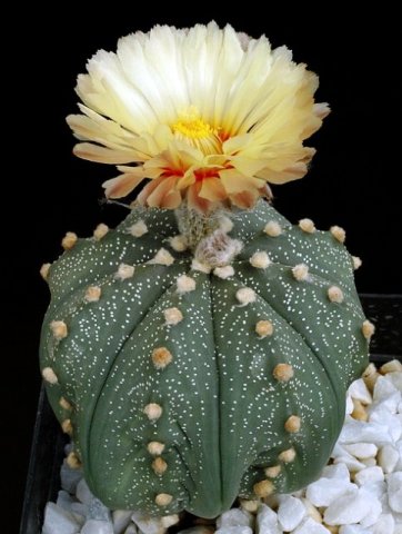 Astrophytum_asterias_1