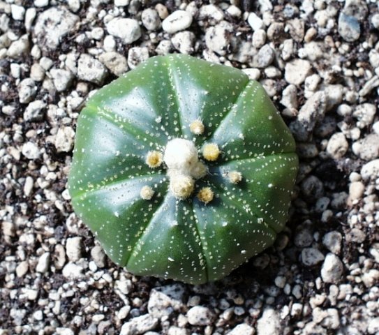 Astrophytum_asterias_2