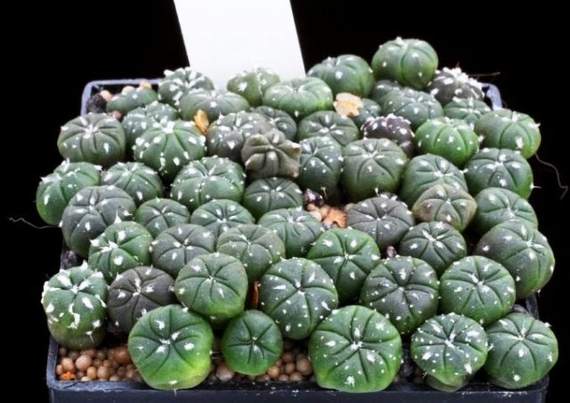 Astrophytum_asterias_3