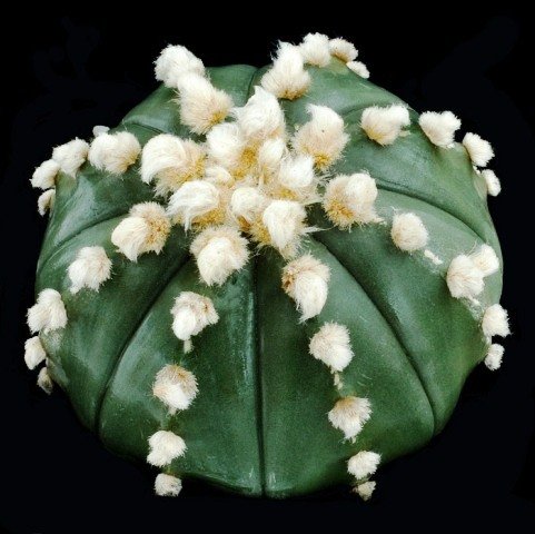 Astrophytum_asterias_4