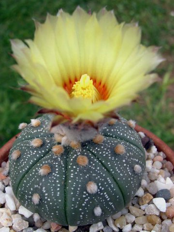 Astrophytum_asterias_5