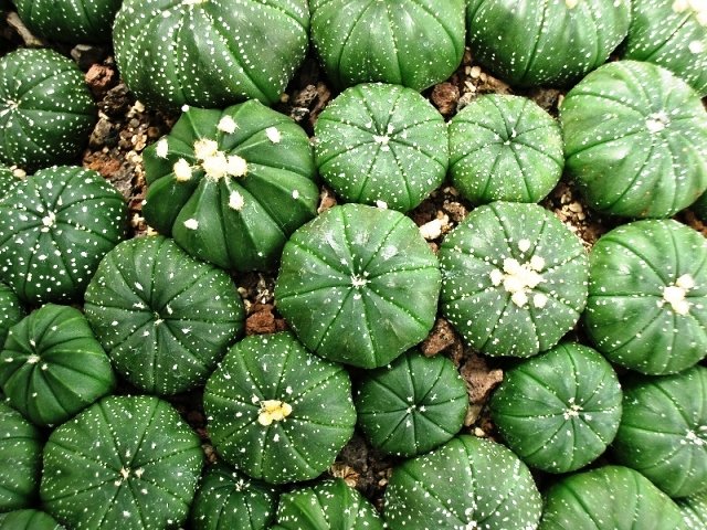 Astrophytum_asterias_Seeigelkaktus