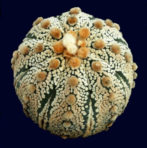 Astrophytum_asterias_cabuto