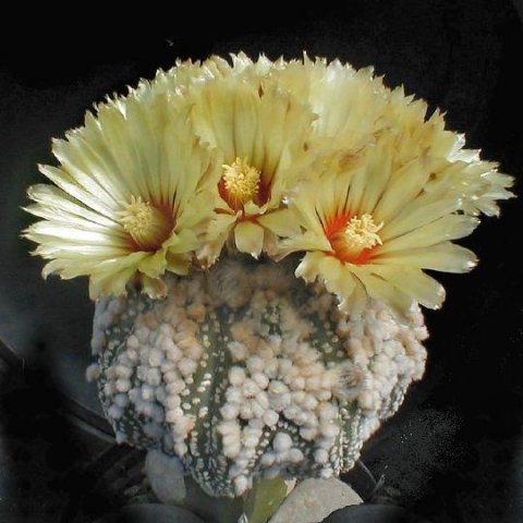 Astrophytum_asterias_hanazono