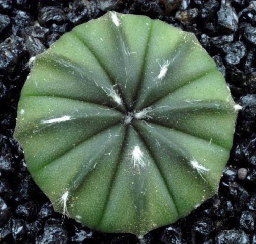 Astrophytum_asterias_nudum