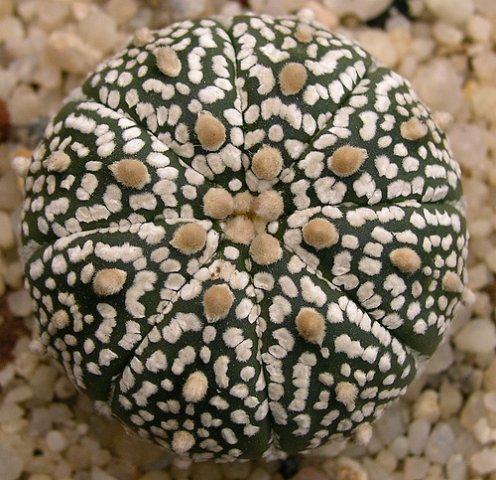 Astrophytum_asterias_super_kabuto_1