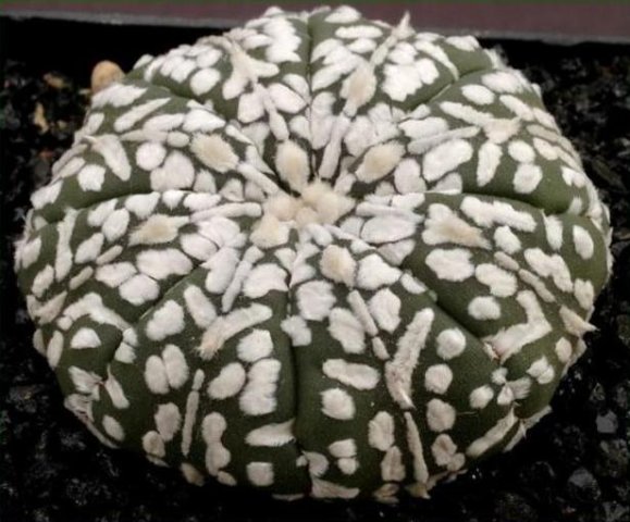 Astrophytum_asterias_super_kabuto_2