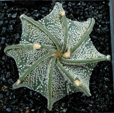 Astrophytum_capricorne