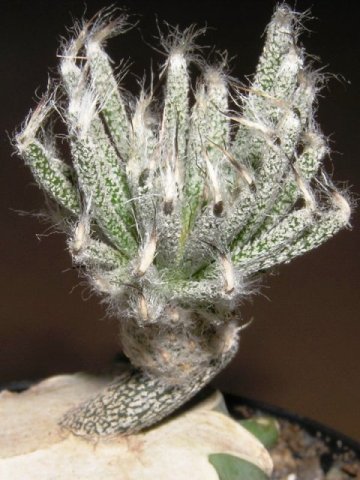 Astrophytum_caput