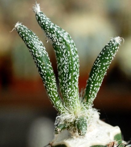 Astrophytum_caput_medusae