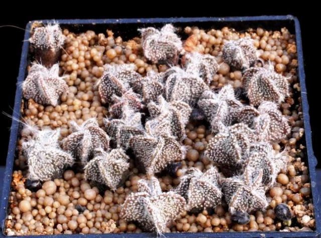 Astrophytum_coahuilense_1