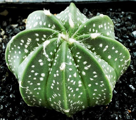 Astrophytum_coahuilensis