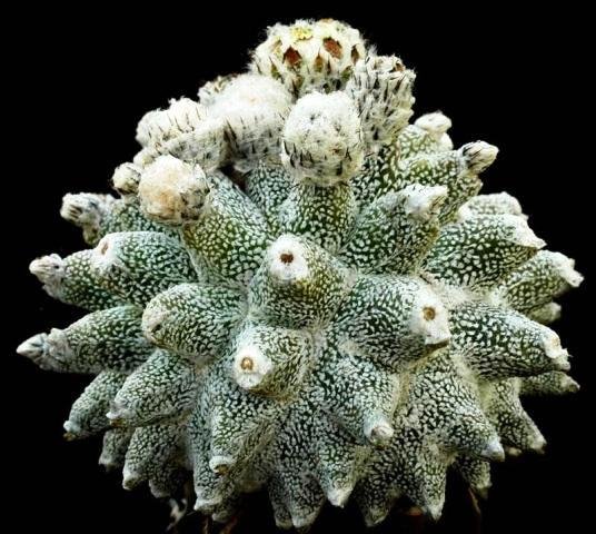 Astrophytum_cv_lotusland