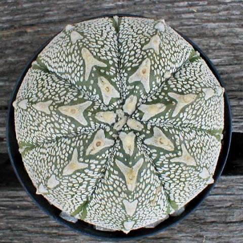 Astrophytum_hybrid_asterias_x_onzuka