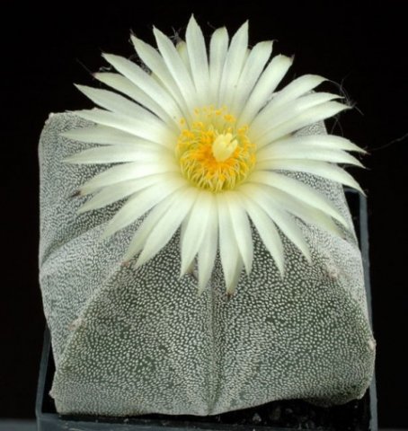 Astrophytum_myriostigma_2