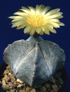 Astrophytum_myriostigma_3