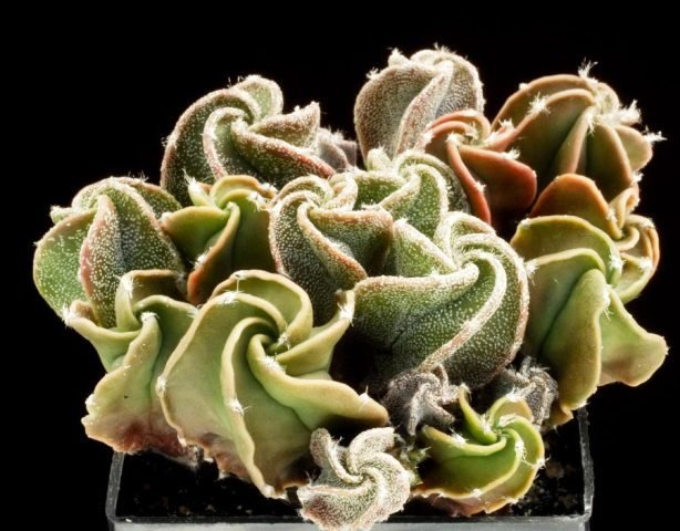 Astrophytum_myriostigma_4