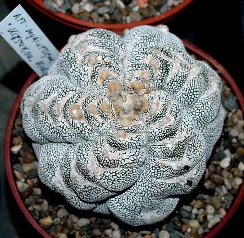 Astrophytum_myriostigma_6