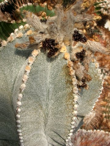 Astrophytum_myriostigma_Hybride_Bischofsmuetze