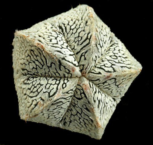 Astrophytum_myriostigma_cv_onzuka