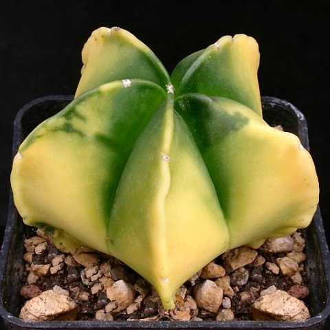 Astrophytum_myriostigma_nudum_variegatum