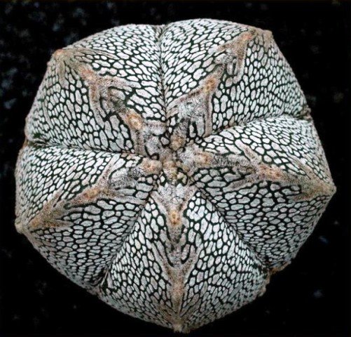 Astrophytum_myriostigma_onzuka