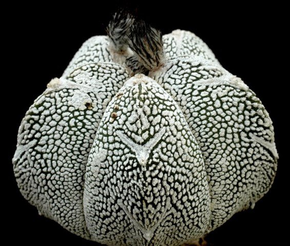 Astrophytum_myriostigma_onzuka_1