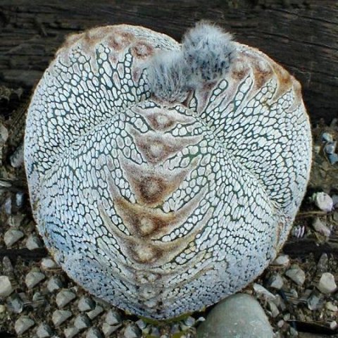 Astrophytum_myriostigma_onzuka_tricostatum