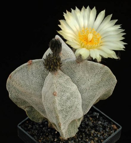 Astrophytum_myriostigma_quadricostatum