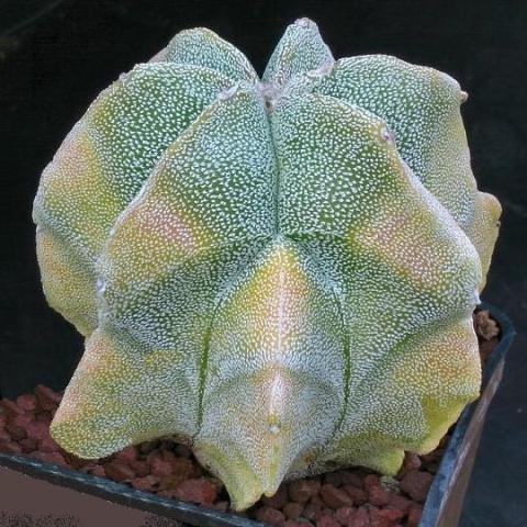 Astrophytum_myriostigma_variegata_multicostatum