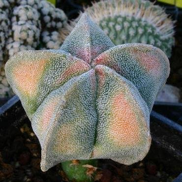 Astrophytum_myriostigma_variegatum