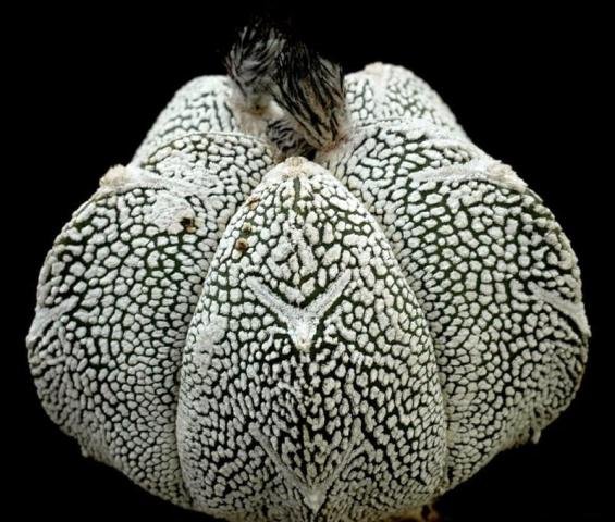 Astrophytum_myriostygma_2