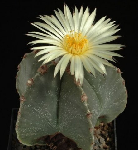 Astrophytum_myriostygma_3