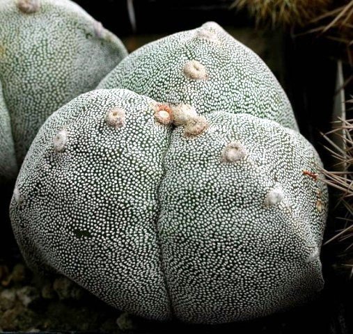 Astrophytum_myriostygma_tricostatum