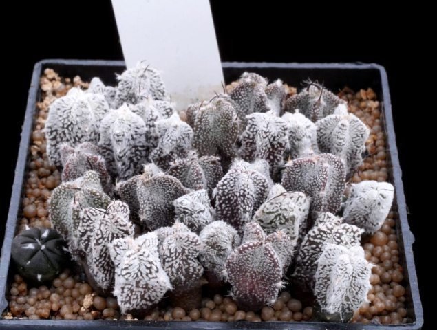 Astrophytum_onzuka