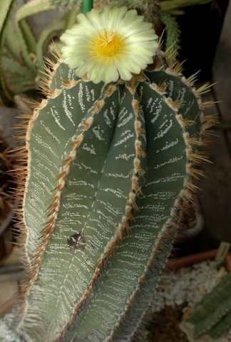 Astrophytum_ornatum_1