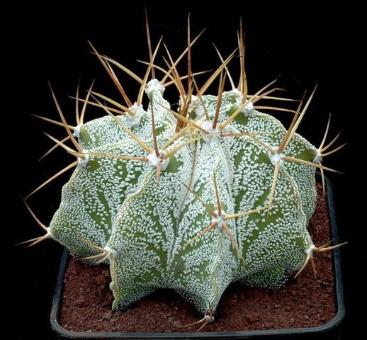 Astrophytum_ornatum_2