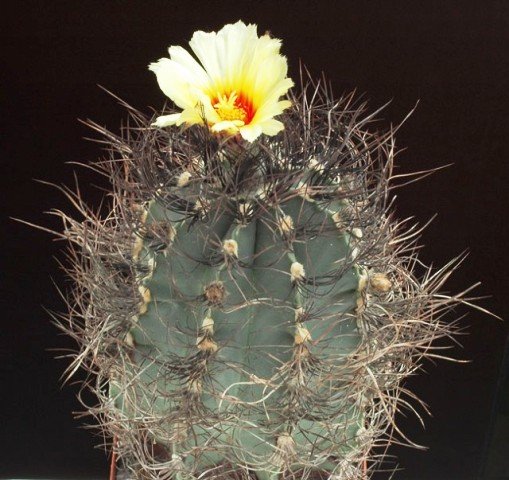 Astrophytum_senile