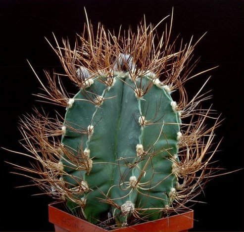 Astrophytum_senile_aureum