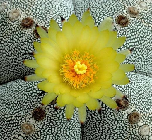 Astrophytum_x_onzuka