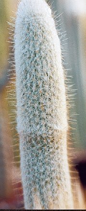 Austocephalocereus