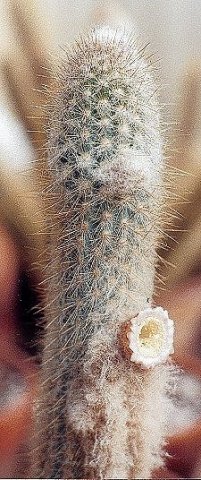 Austocephalocereus_lehmannianus