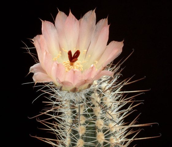 Austrocactus_dusenii