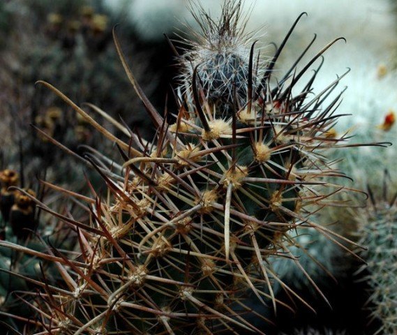 Austrocactus_patagonicus
