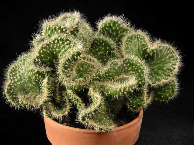 Austrocylindropuntia