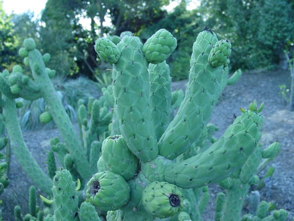 Austrocylindropuntia_cylindrica